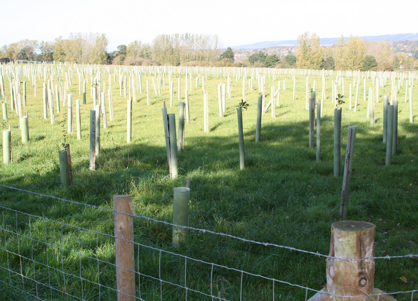 New Fruit Orchard